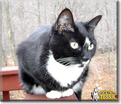 Tessa, the Cat of the Day