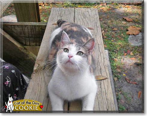 Cookie, the Cat of the Day