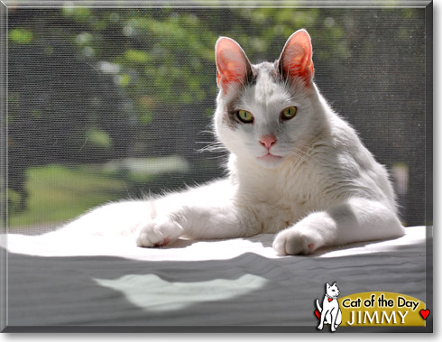 Jimmy, the Cat of the Day