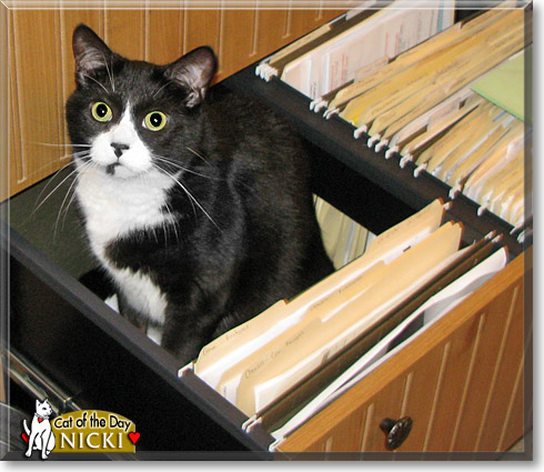 Nicki, the Cat of the Day