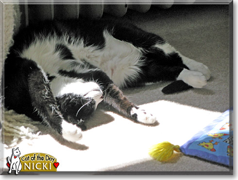 Nicki, the Cat of the Day