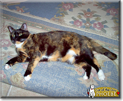 Phoebe, the Cat of the Day