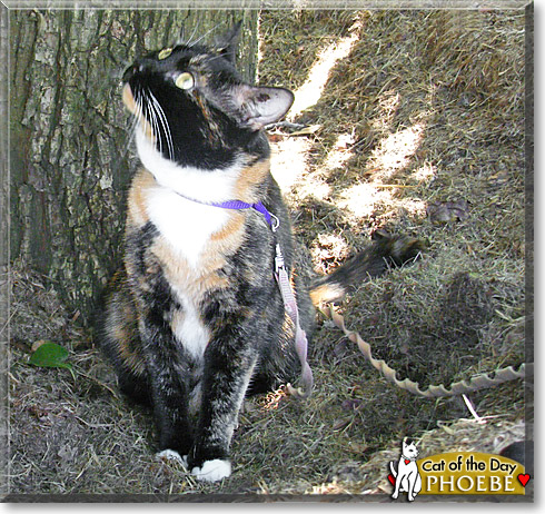 Phoebe, the Cat of the Day