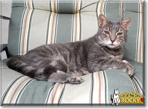 Rocky, the Cat of the Day