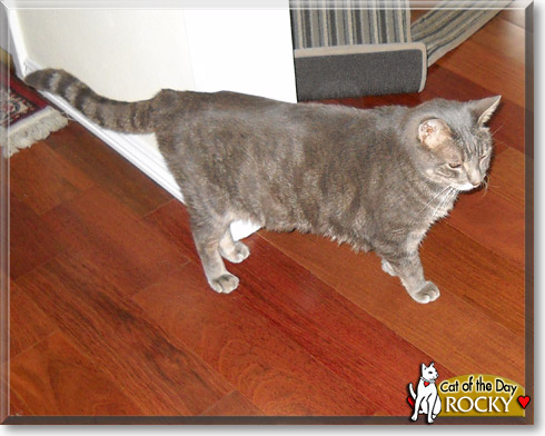 Rocky, the Cat of the Day