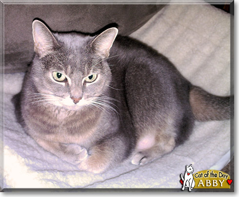 Abby, the Cat of the Day