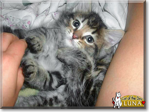 Luna, the Cat of the Day