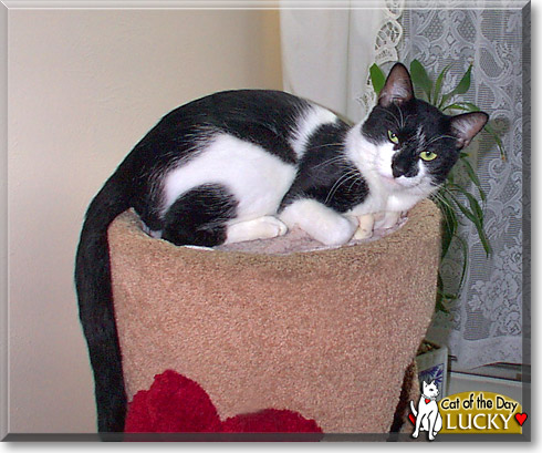 Lucky, the Cat of the Day