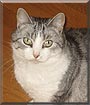 Micia