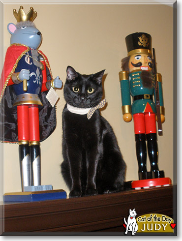 Judy, the Cat of the Day
