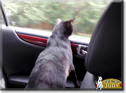 Judy, the Cat of the Day