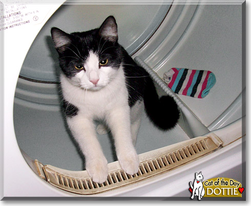 Dottie, the Cat of the Day