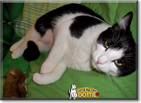 Dottie, the Cat of the Day Dottie, the Cat of the Day