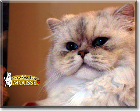 Mousse, the Cat of the Day