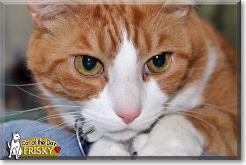 Frisky, the Cat of the Day