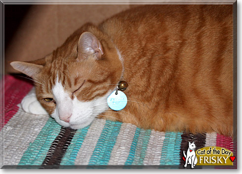 Frisky, the Cat of the Day