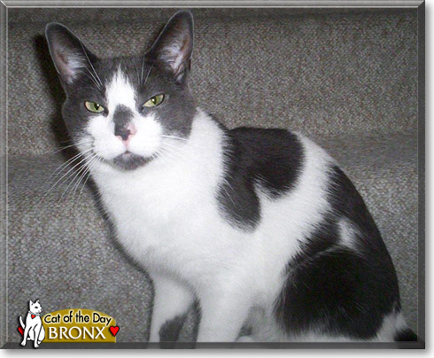 Bronx, the Cat of the Day