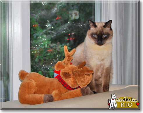 Rio, the Cat of the Day Rio, the Cat of the Day