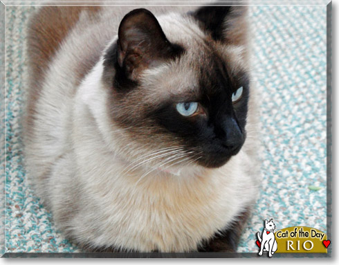 Rio, the Cat of the Day Rio, the Cat of the Day
