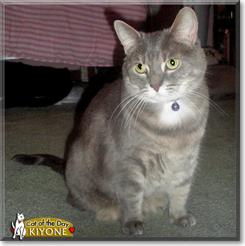 Kiyone, the Cat of the Day