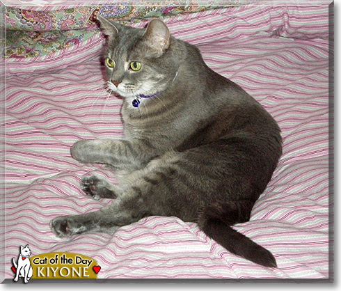 Kiyone, the Cat of the Day Kiyone, the Cat of the Day