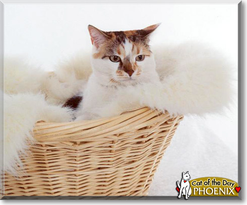 Phoenix, the Cat of the Day