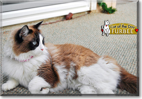 Furbee, the Cat of the Day
