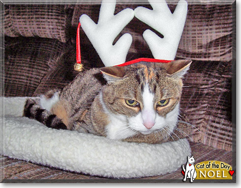 Noel, the Cat of the Day