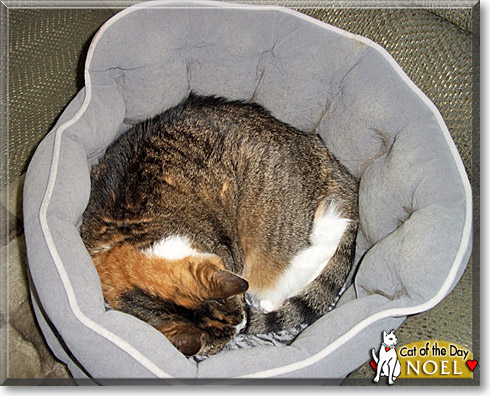 Noel, the Cat of the Day Noel, the Cat of the Day