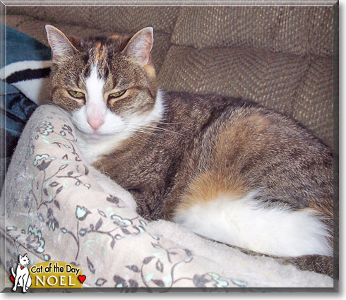 Noel, the Cat of the Day Noel, the Cat of the Day