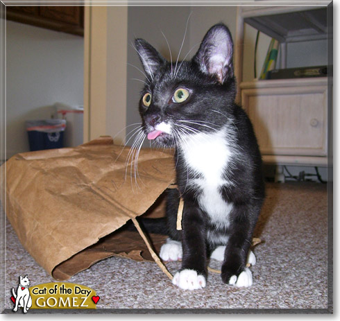 Gomez, the Cat of the Day