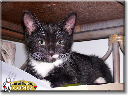 Gomez, the Cat of the Day Gomez, the Cat of the Day