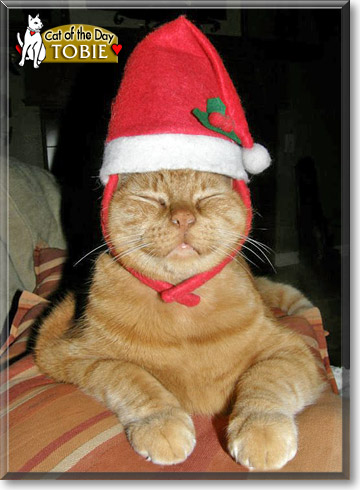 Tobie, the Cat of the Day
