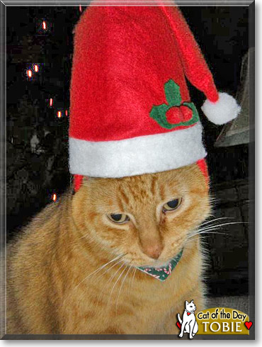 Tobie, the Cat of the Day Tobie, the Cat of the Day