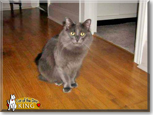 King, the Cat of the Day