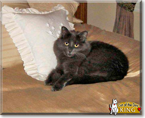 King, the Cat of the Day