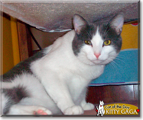 Kitty Gaga, the Cat of the Day