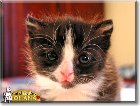 Ohana, the Cat of the Day
