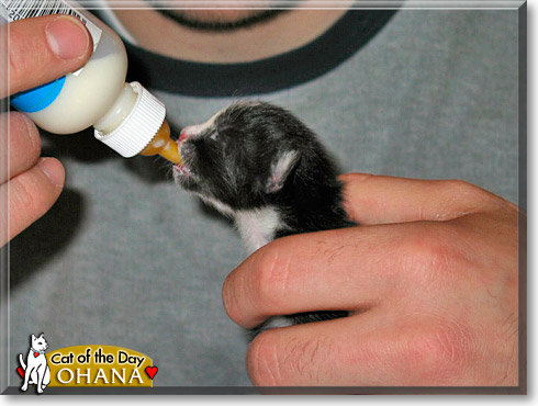 Ohana, the Cat of the Day Ohana, the Cat of the Day