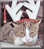 Noel