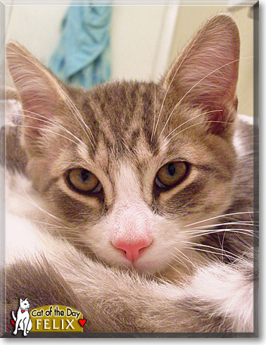Felix, the Cat of the Day