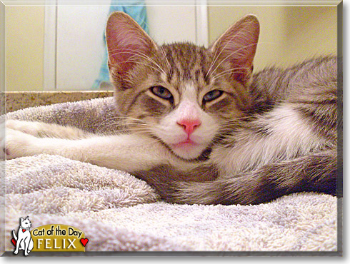 Felix, the Cat of the Day