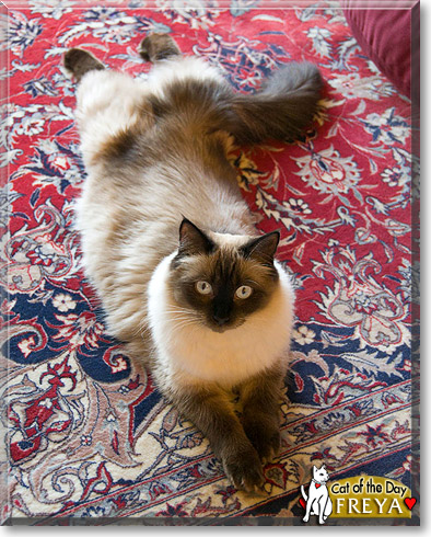 Freya, the Cat of the Day