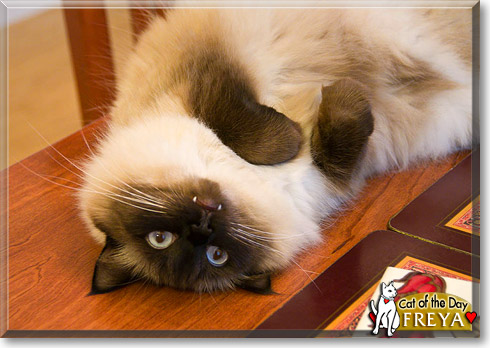 Freya, the Cat of the Day Freya, the Cat of the Day
