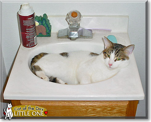 Little One, the Cat of the Day