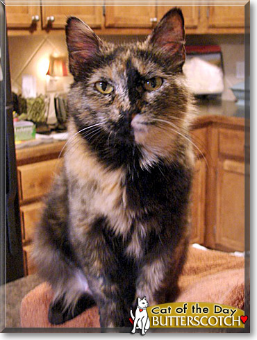 Butterscotch, the Cat of the Day