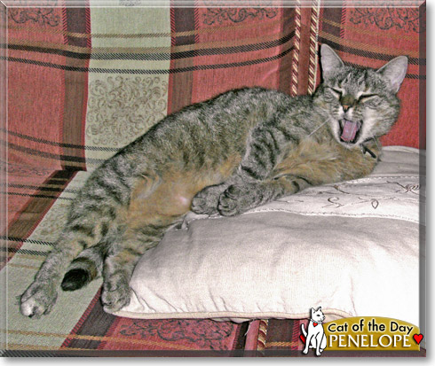 Penelope, the Cat of the Day