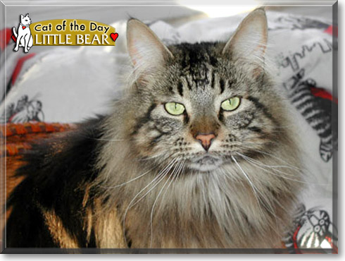 Little Bear, the Cat of the Day