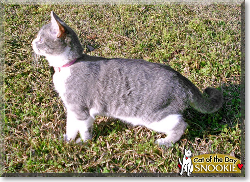 Snookie, the Cat of the Day