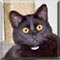 Cat of the Day